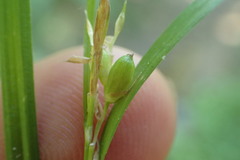 Carex corrugata