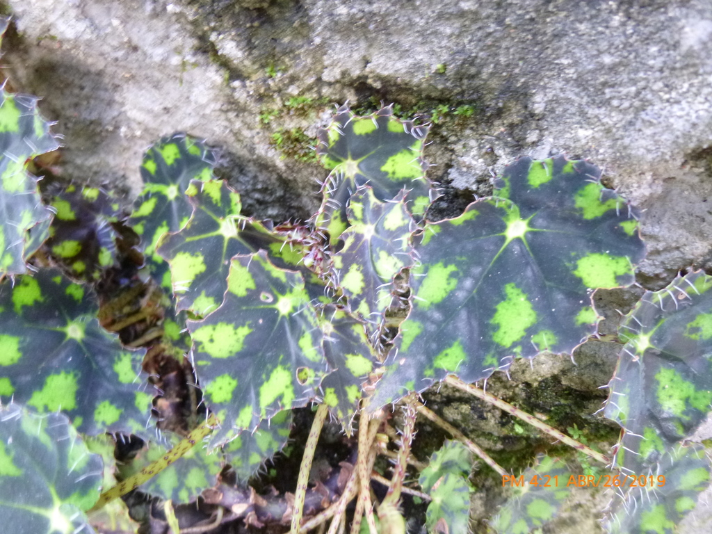 Begonia bowerae, Loreto, Medellín, Medellin, Antioquia, Colombia