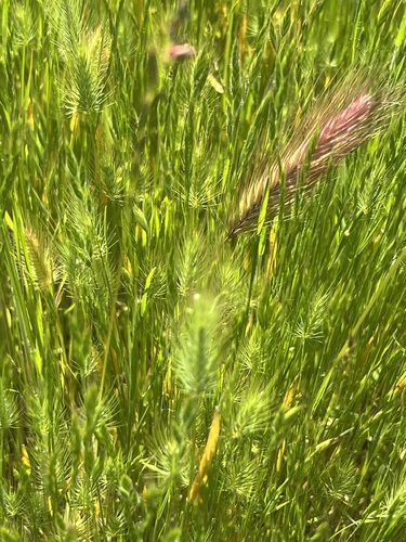 iNaturalist observation photo of salt barley