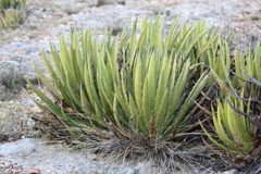Agave lechuguilla