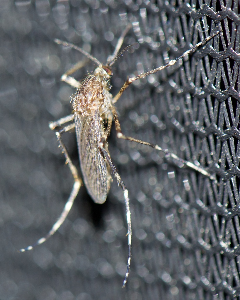 Cattail Mosquito