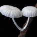 Marasmiellus cubensis - Photo (c) Alan Rockefeller, some rights reserved (CC BY), uploaded by Alan Rockefeller