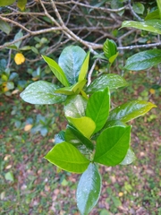 Gardenia jasminoides
