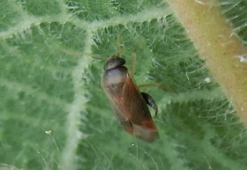 Decomioides, 2024-04-17