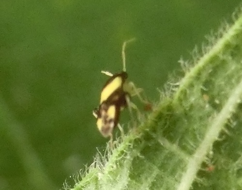 Decomioides, 2024-04-17