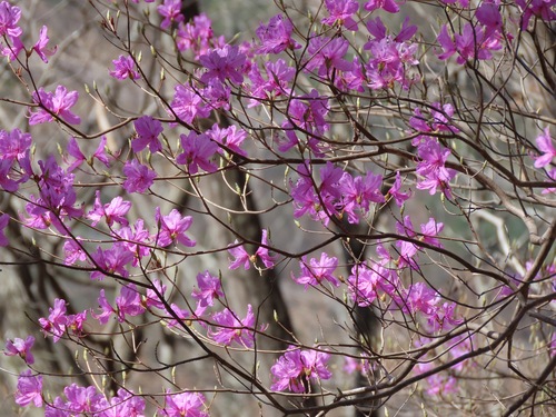 Rhododendron dilatatum iNat (2)