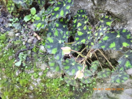 Image of Begonia bowerae by (c) Daniel A. Monsalve Ortiz, some rights reserved (CC BY)