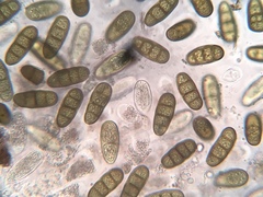 Splanchnonema platani