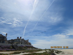 Pelecanus occidentalis