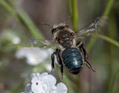 Andrena osmioides