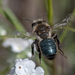 Andrena osmioides - Photo (c) Craig Chaddock, some rights reserved (CC BY-NC), uploaded by Craig Chaddock