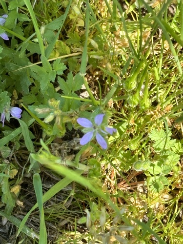 iNaturalist observation photo of musk stork's-bill
