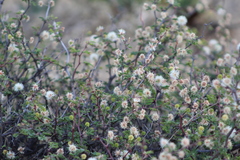 Mimosa aculeaticarpa