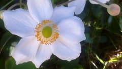 Eriocapitella × hybrida