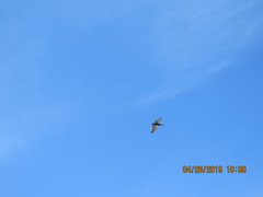 Pelecanus occidentalis