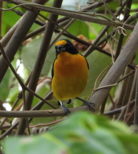 Violaceous Euphonia (Euphonia violacea), photo 8