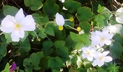 Eriocapitella × hybrida