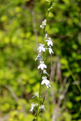 Lobelia spicata