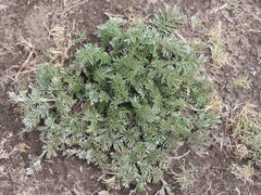 Potentilla candicans