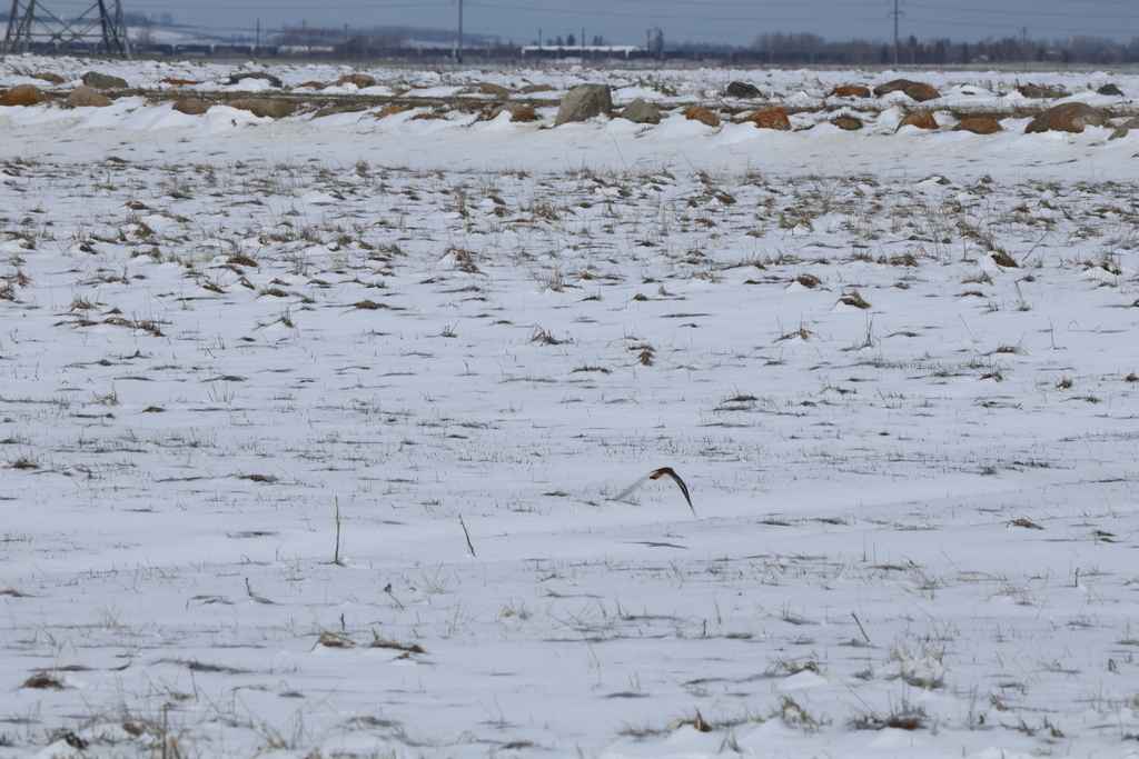 Killdeer from Frank Lake, AB on April 17, 2024 at 11:53 AM by Dexter ...