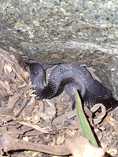 Barred Short-headed Snake