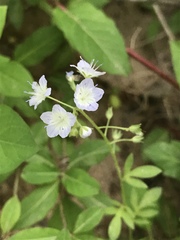 Phacelia dubia