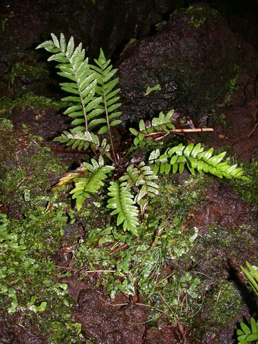 Menisciopsis boydiae, 2007-12-12