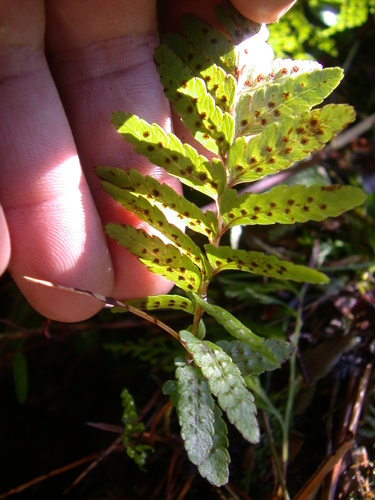 Menisciopsis boydiae