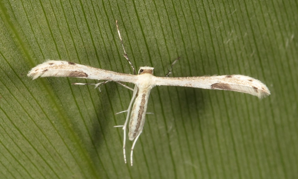Hellinsia scripta