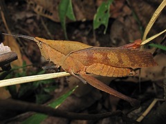 Colpolopha latipennis