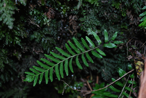 Menisciopsis boydiae, 2009-05-13