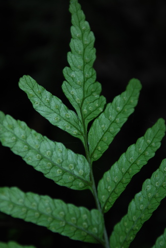 Menisciopsis boydiae