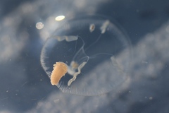 Peachia quinquecapitata