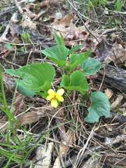 Viola pubescens