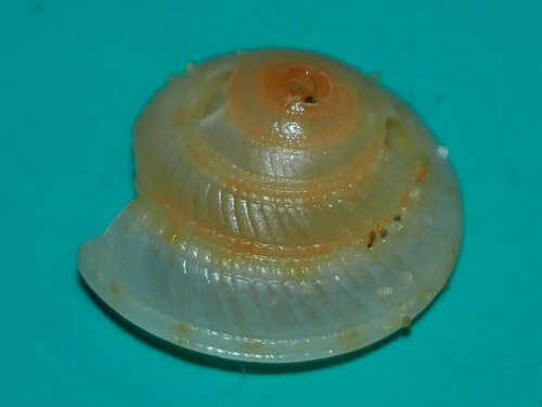 Adelphotectonica reevei observed 2024-04-18