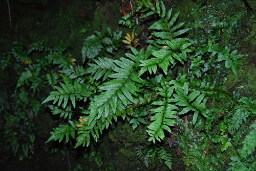 Menisciopsis boydiae, 2013-08-21