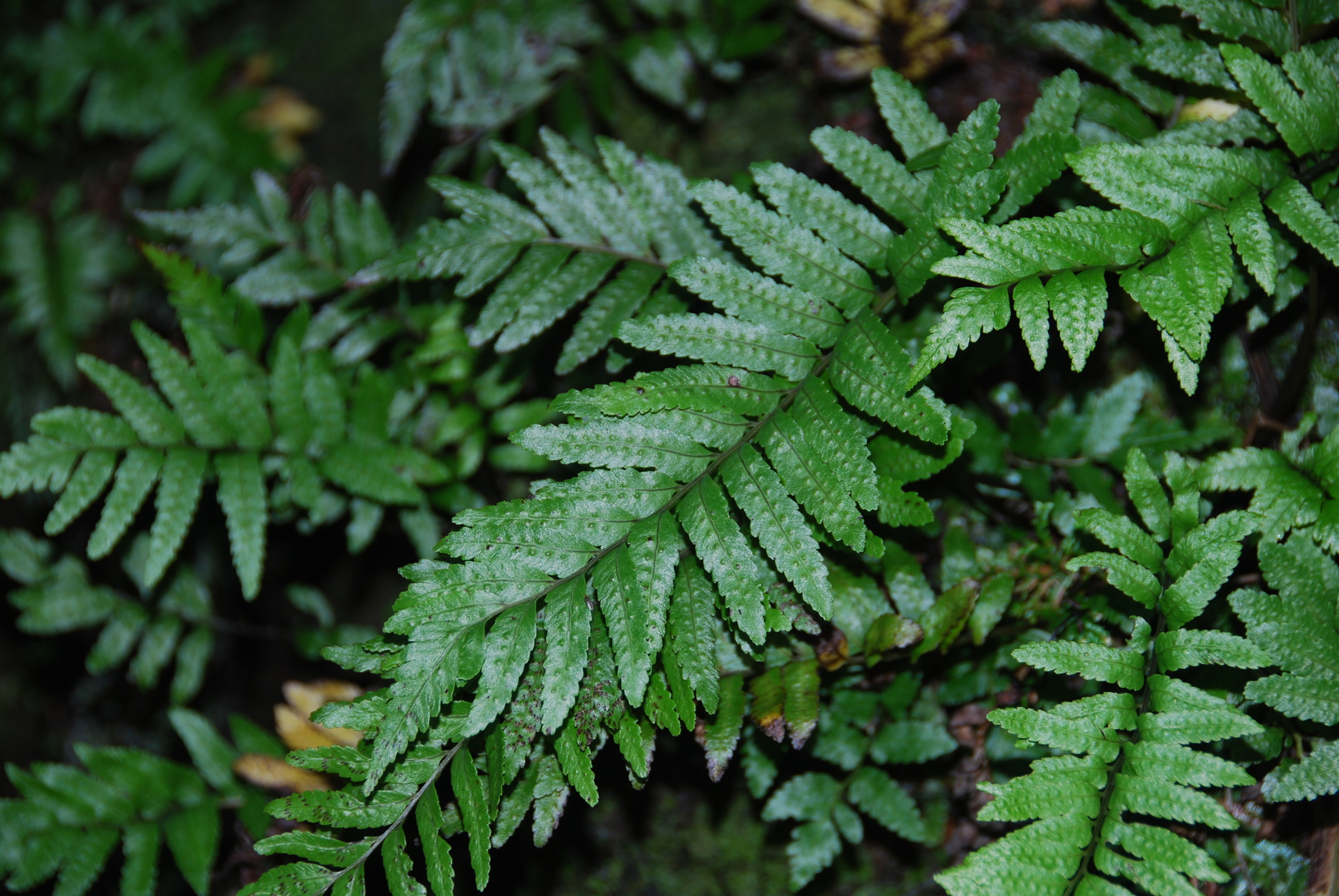 Menisciopsis boydiae