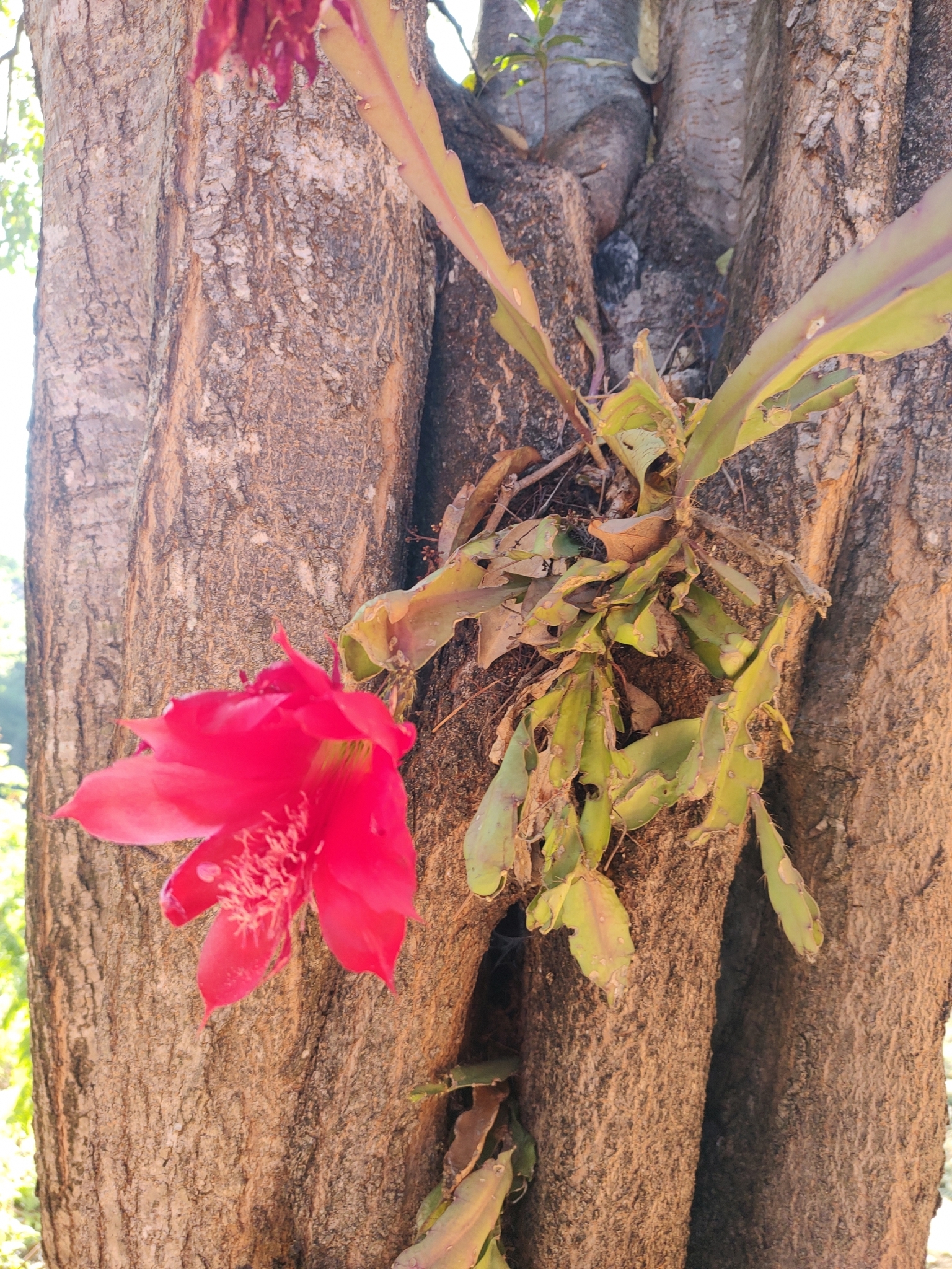 Imagem de Cacto-orquídea