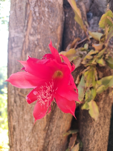 Foto de Cacto-orquídea