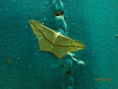 Timandra convectaria