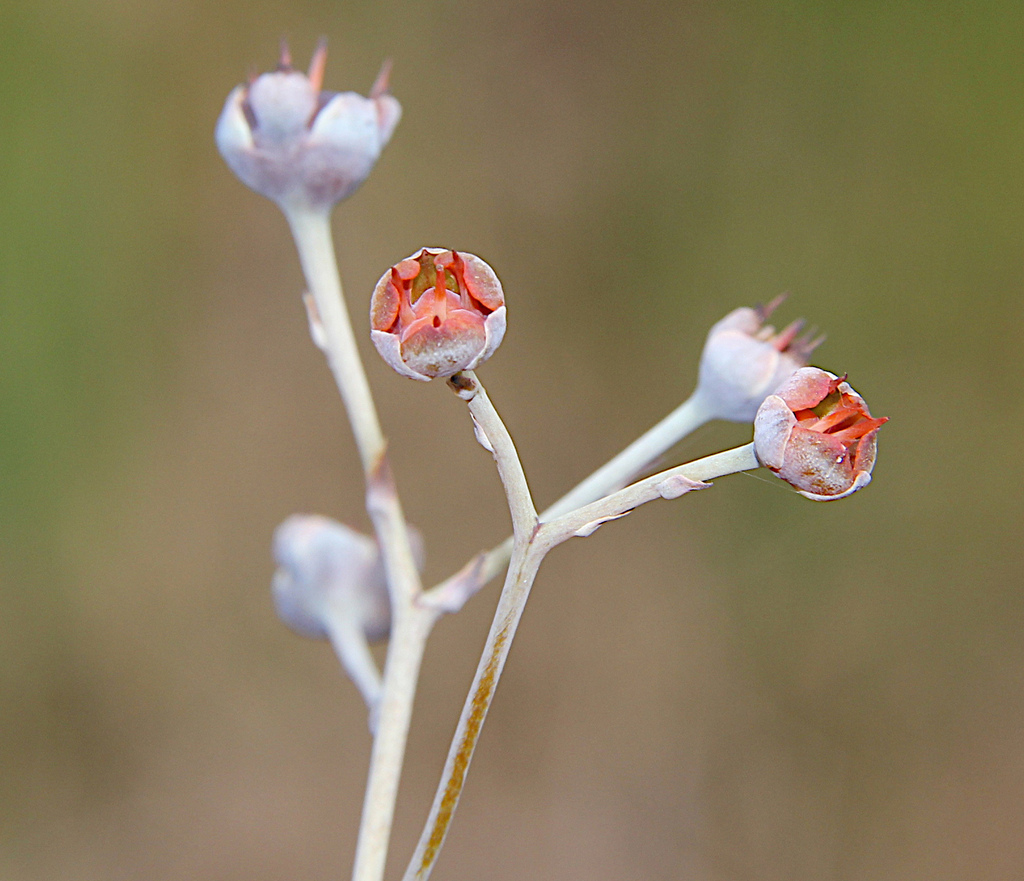 Haemodorum tenuifolium