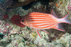 Sargocentron diadema