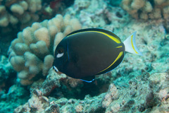 Acanthurus nigricans