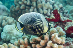 Chaetodon reticulatus