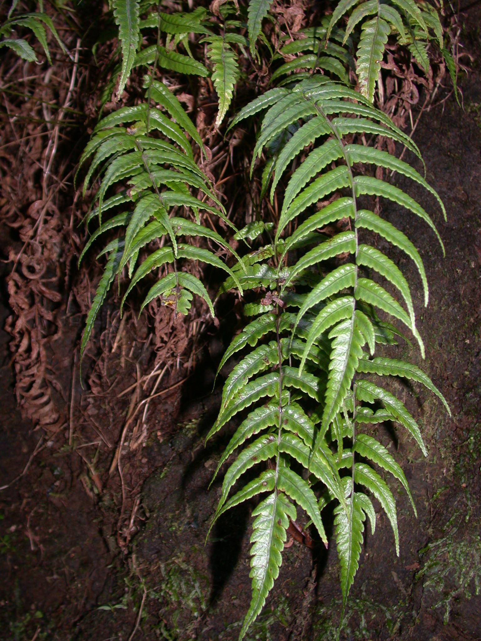 Menisciopsis wailele