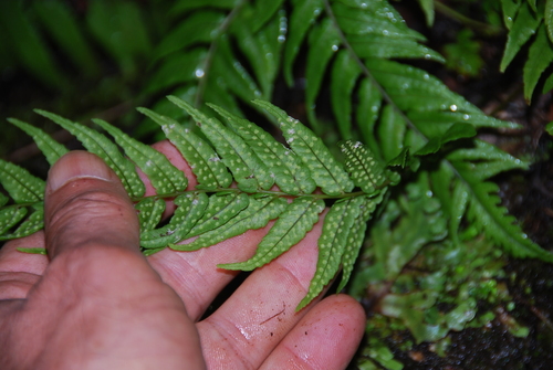 Menisciopsis wailele observed 2014-03-27