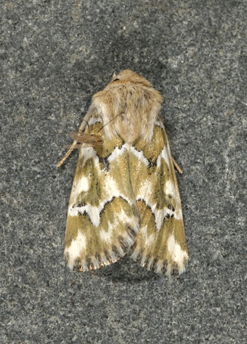 Mead's Flower Moth photo 3