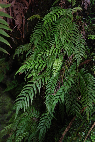 Menisciopsis wailele observed 2014-07-01