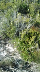 Lachnaea capitata