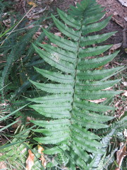 Dryopteris cycadina